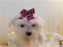 maltese puppy posted by Elegant Babies